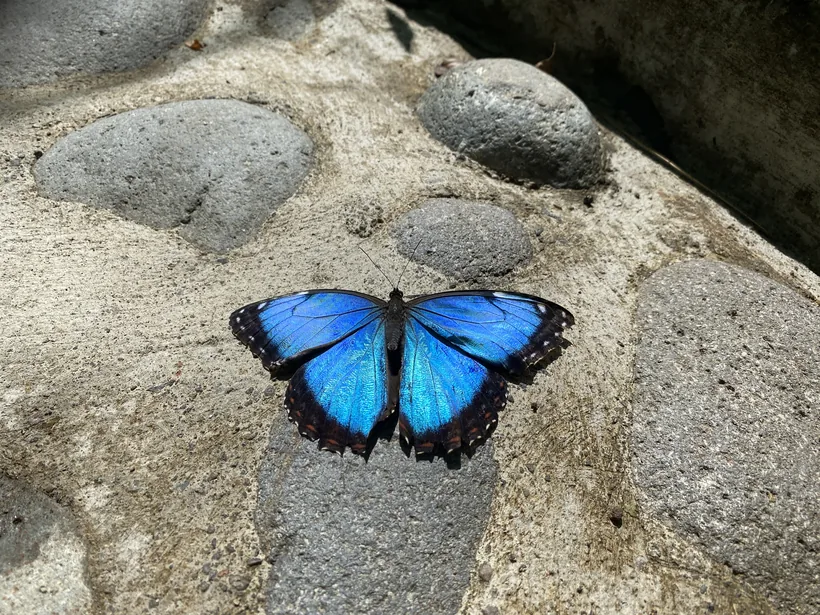 A blue morpho butterfly with open wings resting on a stone at the butterfly farm near San Ramón, Costa Rica