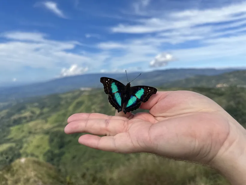 A green-banded butterfly resting on a hand with the Costa Rica mountains behind, near the butterfly garden by San Ramón