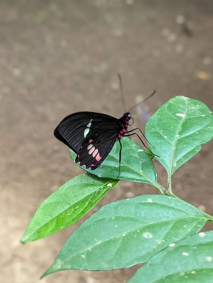 A black-and-pink butterfly resting on a leaf at the butterfly garden near San Ramón, Costa Rica