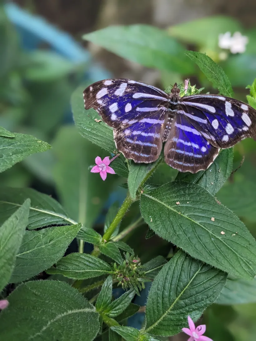 A blue-banded butterfly on tropical flowers at the butterfly garden near San Ramón, Costa Rica