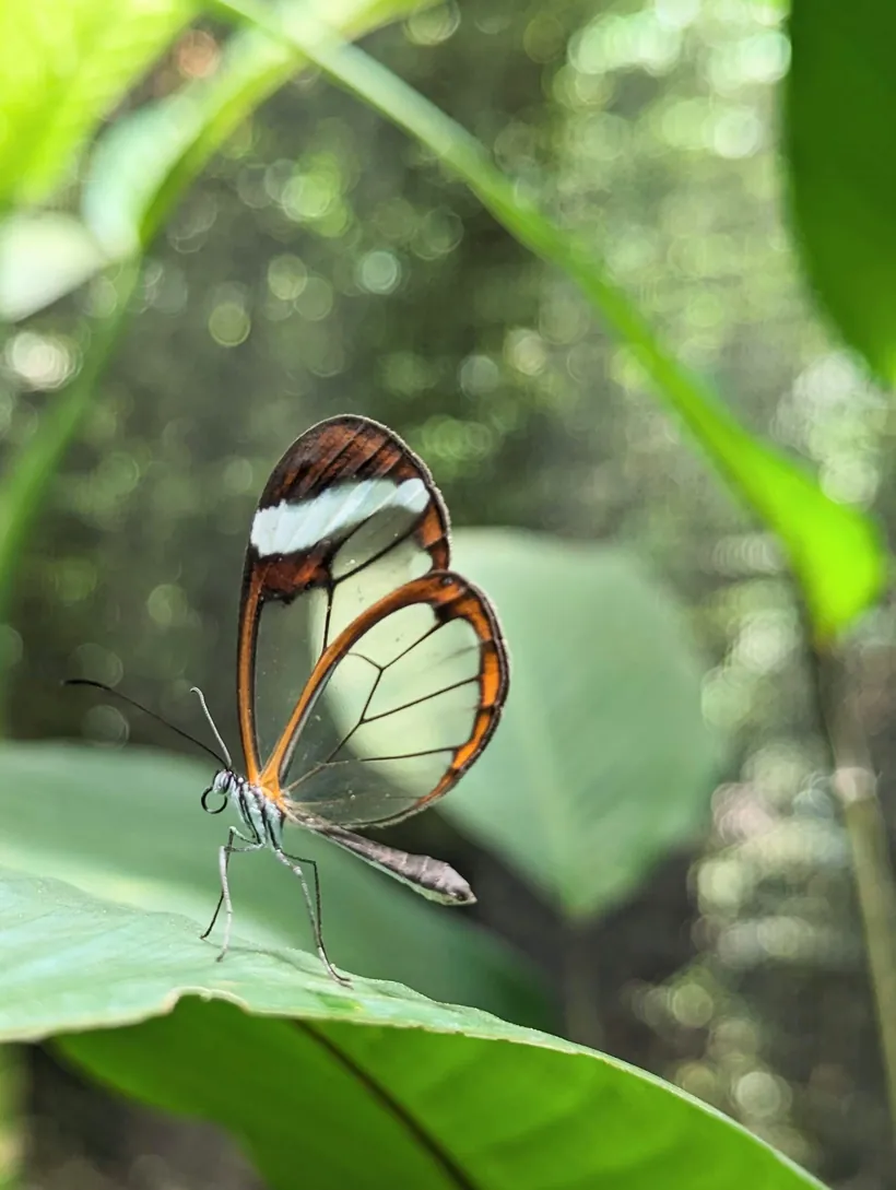 A glasswing butterfly with transparent wings on a leaf at the butterfly garden near San Ramón, Costa Rica