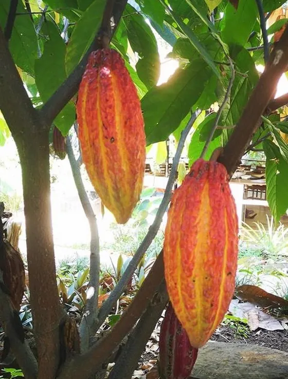Colorful cacao pods growing on the tree in Costa Rica