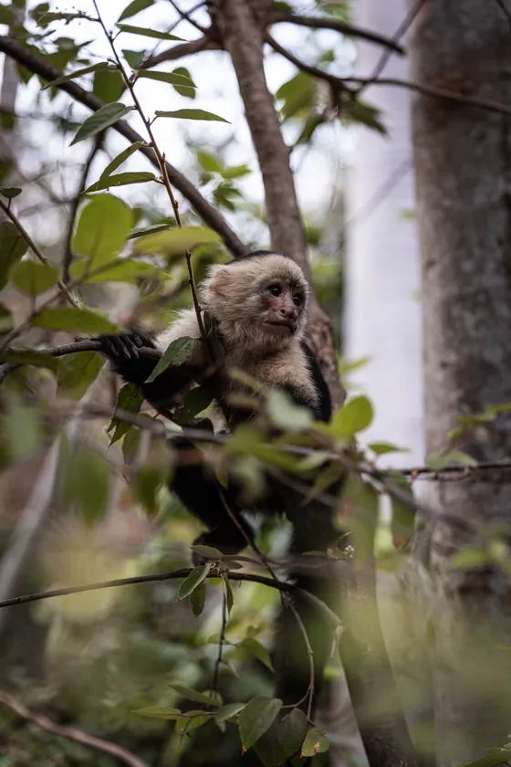 A white-faced capuchin monkey in the trees at the Monkey House near Playa Caldera, Costa Rica