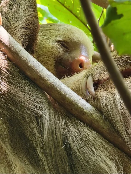 A sloth at NATUWA Wildlife Sanctuary near Bella Vista, Costa Rica