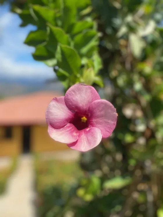 Bella Vista Costa Rica — photo 15