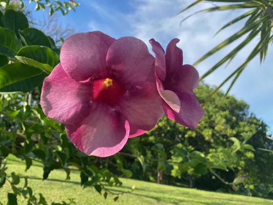 Bella Vista Costa Rica — photo 19