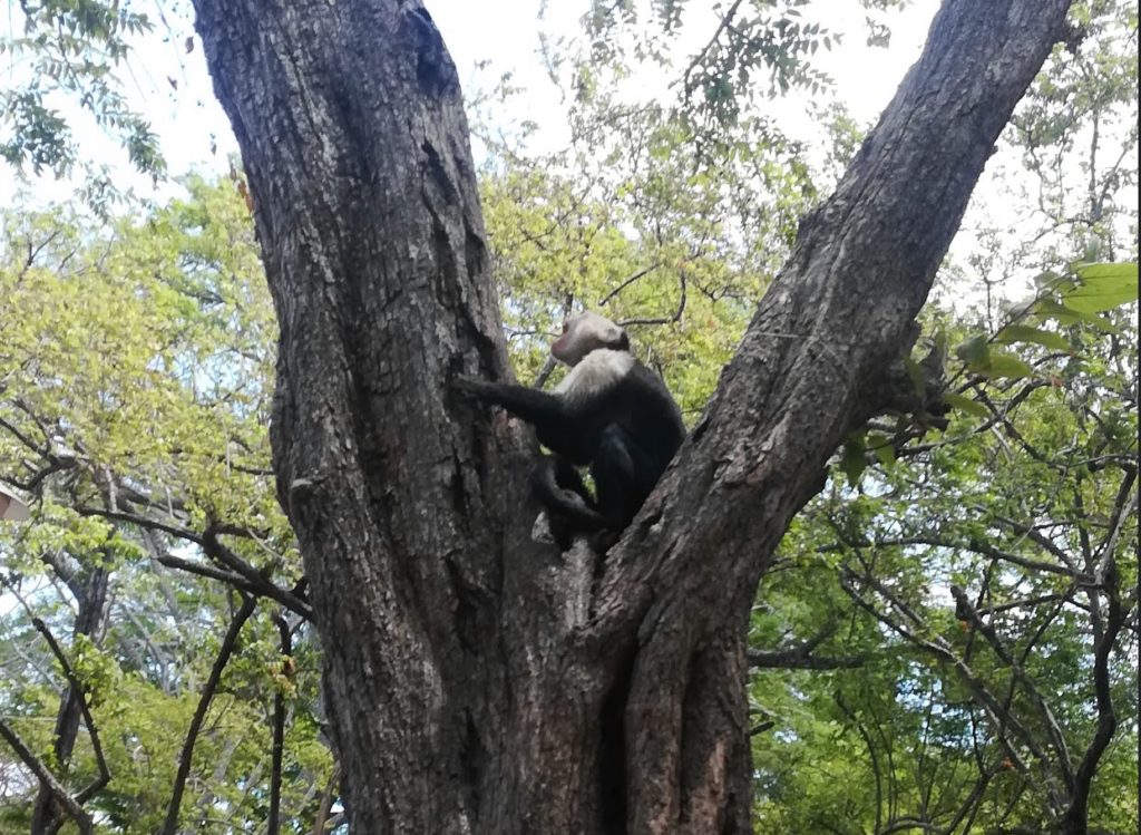 Top 10 Attractions Near Bella Vista Retreat in Costa Rica Bella Vista